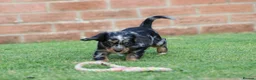 Cockapoo dogs for sale: Beautiful Cockerlierpoo puppies for sale - Advert 27
