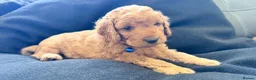 Cockapoo dogs for sale: Cockapoo and toy poodle hybrid puppies brown 🤎🟤 - Advert 10