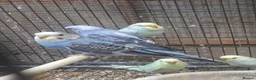 Budgerigars birds for sale: Baby Budgies For Sale - Advert 6