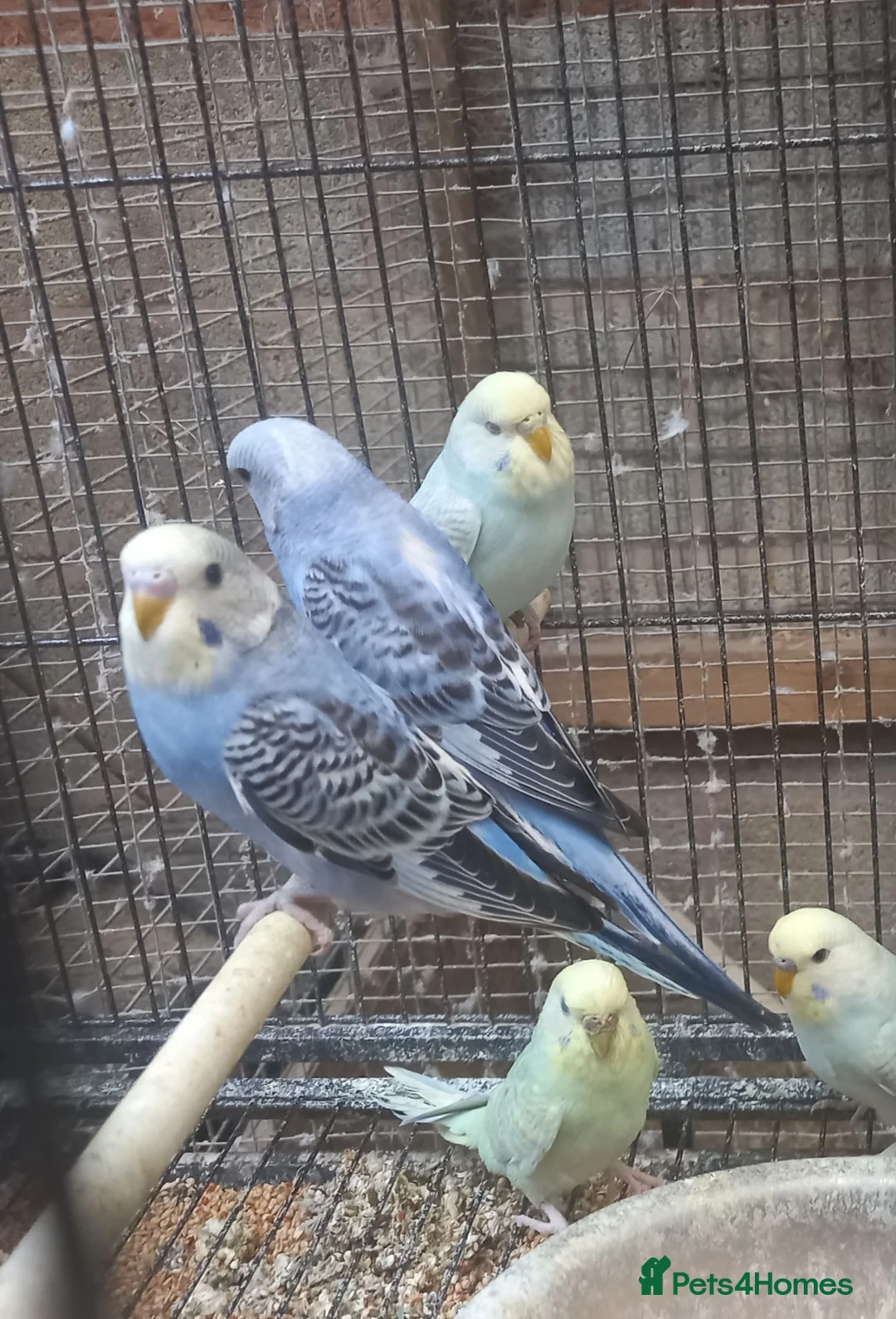 Budgerigars birds for sale: Baby Budgies For Sale - Advert 2