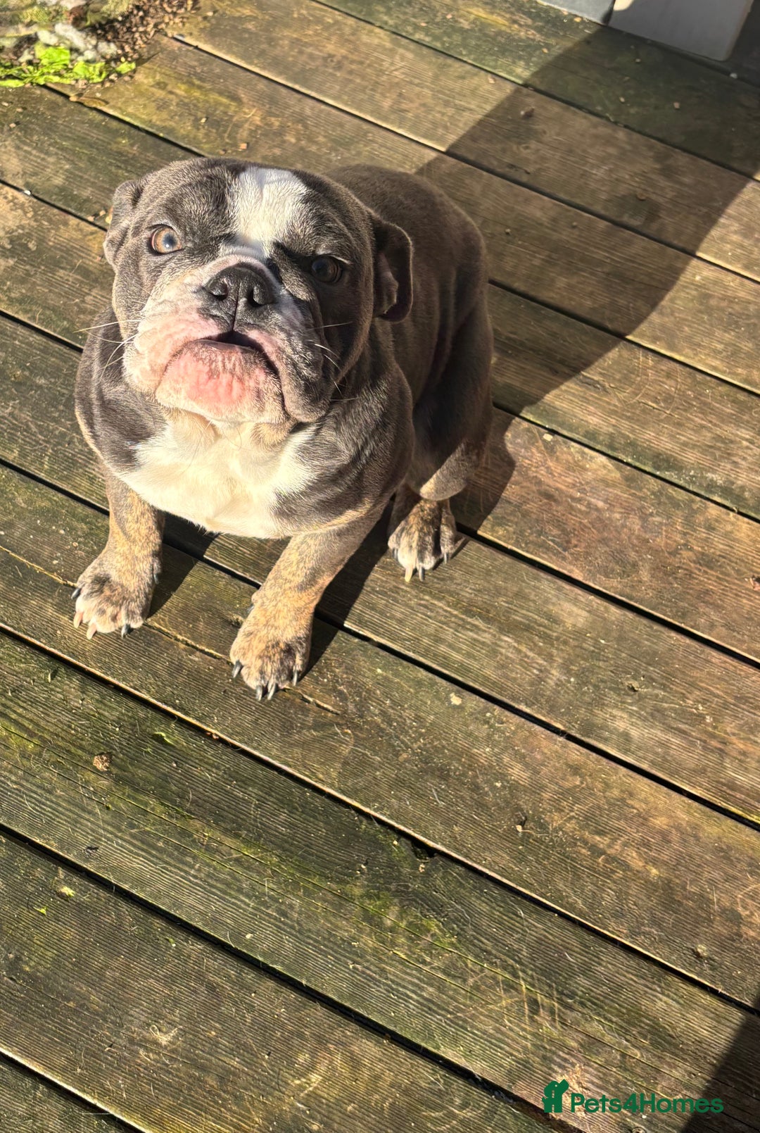Mixed Breed dogs for sale: Olde English Dorset bulldog female  - Advert 1