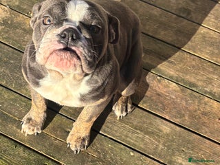 Mixed Breed dogs Olde English Dorset bulldog female - Advert 1