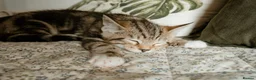 Mixed Breed cats for sale: Half Bengal Kittens - Advert 8