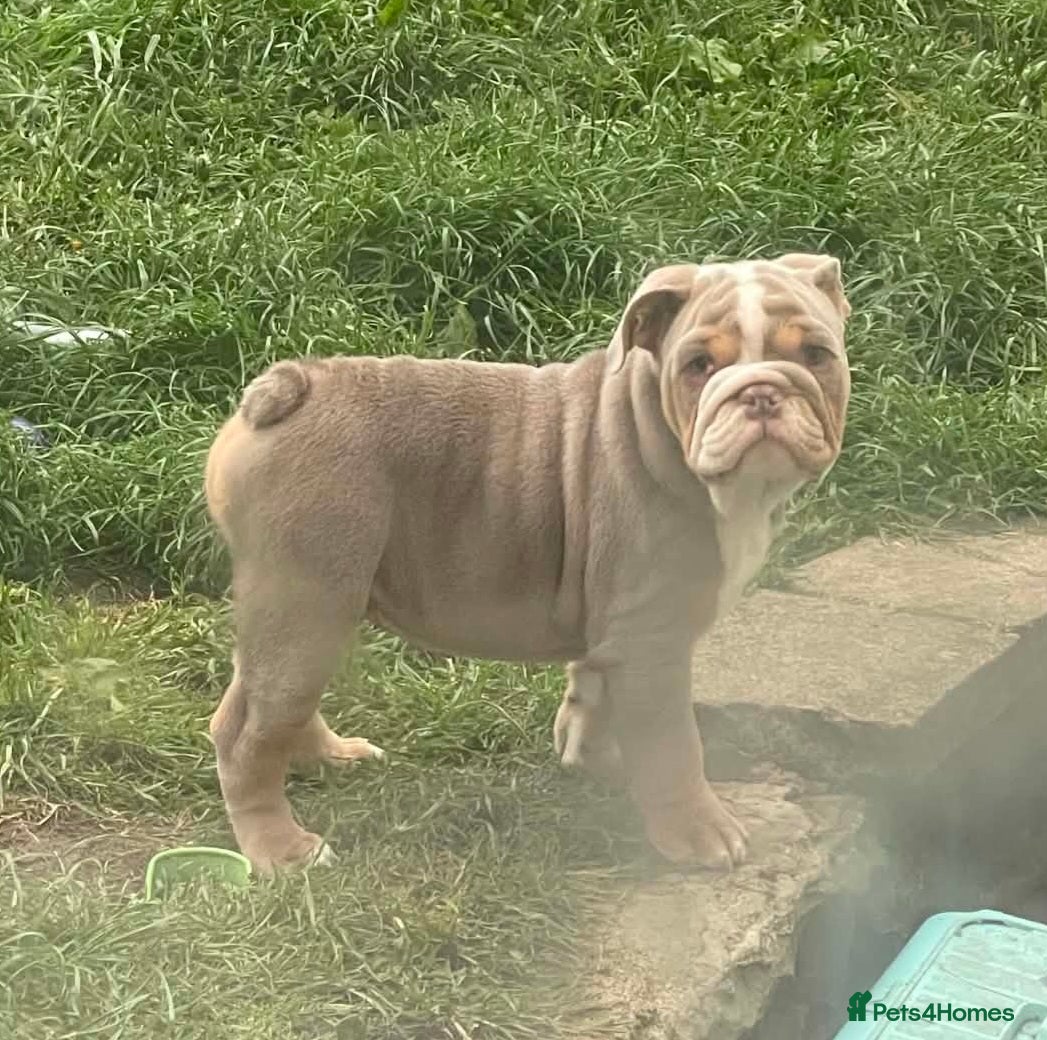 English Bulldog dogs Dwkc english bulldog boy  - Advert 1