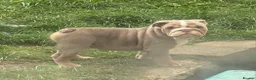 English Bulldog dogs for sale: Dwkc english bulldog boy  - Advert 1