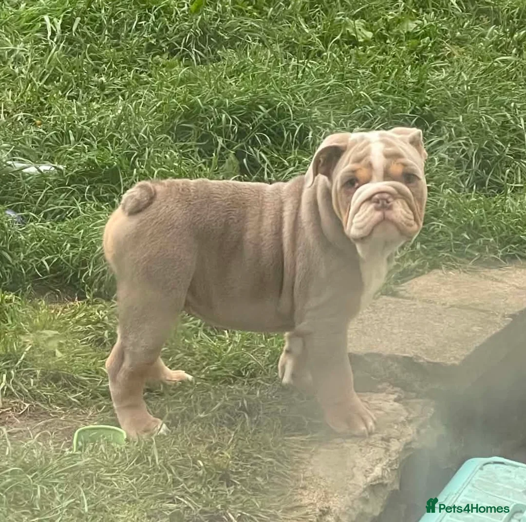 English Bulldog dogs for sale: Dwkc english bulldog boy  - Advert 1