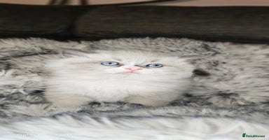 Ragdoll cats 4 Ragdoll Boys  - Advert 4