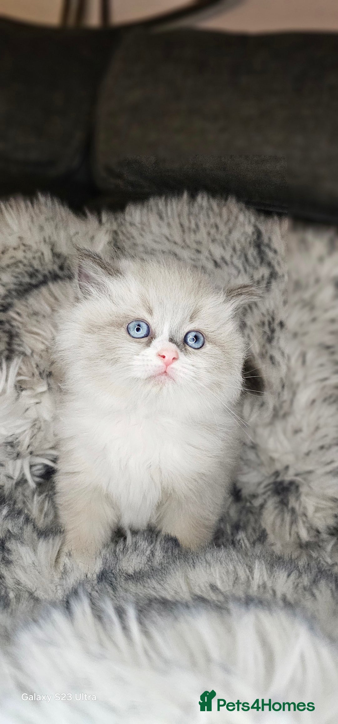 Ragdoll cats for sale: 4 Ragdoll Boys  - Image 3