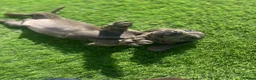 Miniature Dachshund dogs for sale: true tiny dachshunds! - Advert 21