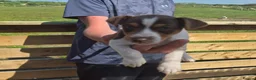 Jack Russell dogs for sale: Miniature Jack Russell puppies  - Advert 4