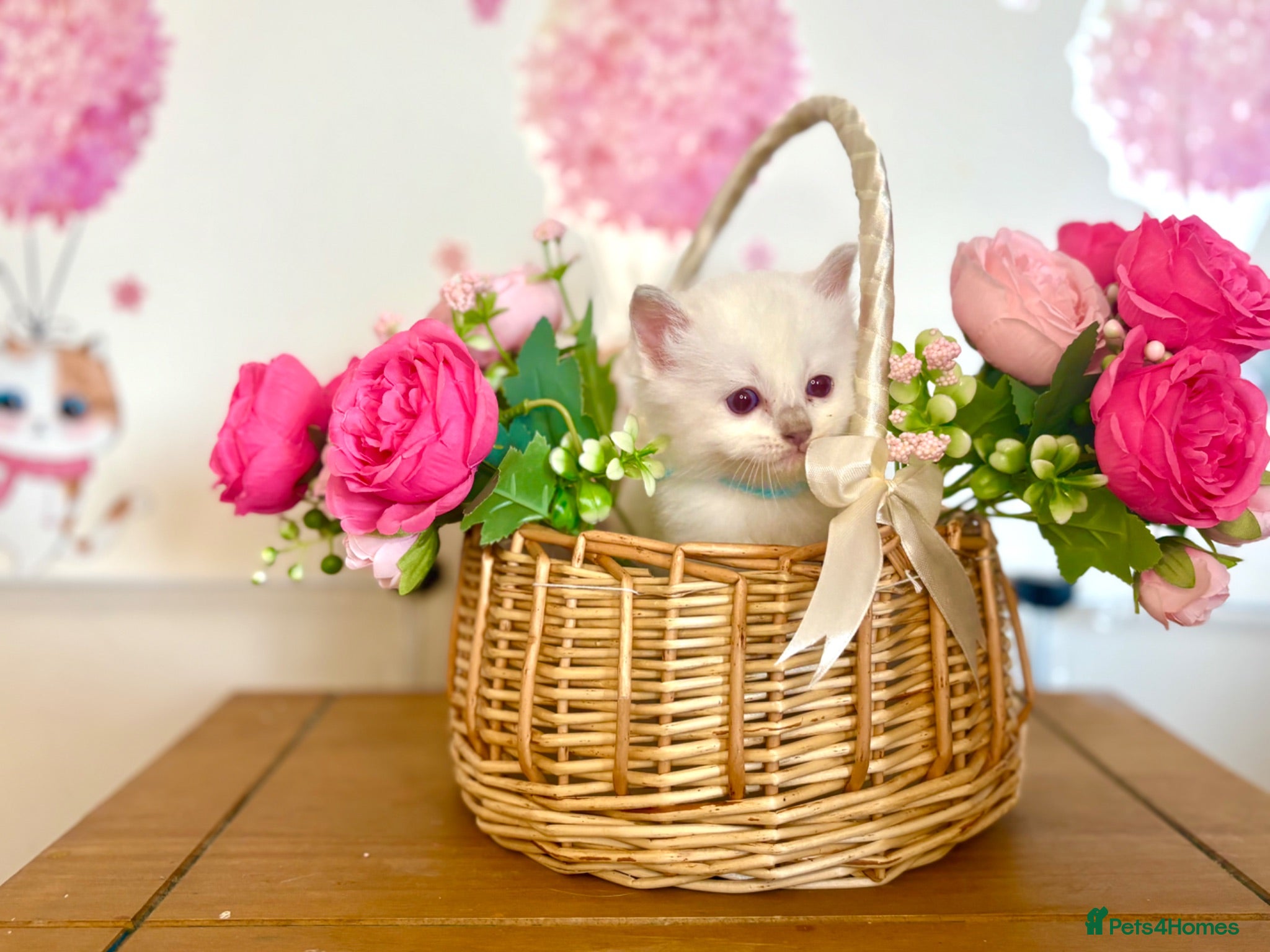 Ragdoll cats ⭐️ TICA Reg ⭐️ 👑 Champion Line 👑 Ragdoll Kittens - Advert 2