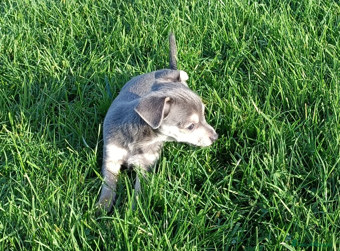 Mixed Breed dogs for sale: Stunning unique 3/4 Chihuahua x Italian greyhound  - Image 11