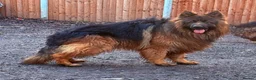 German Shepherd dogs for stud: Bear🤩kc reg proven long haired health tested stud - Advert 2
