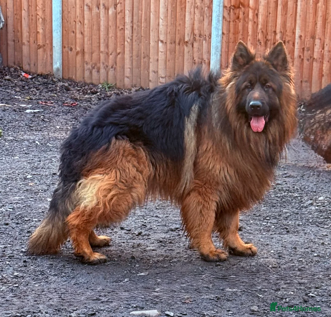 German Shepherd dogs for stud: Bear🤩kc reg proven long haired health tested stud - Advert 2