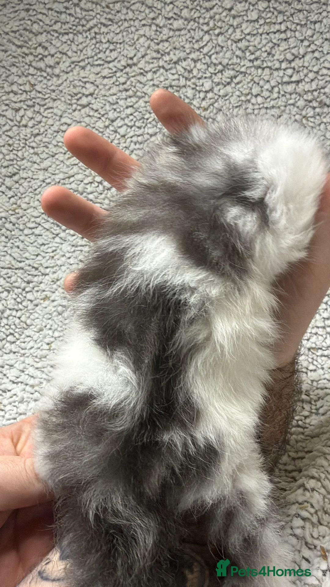 Maine Coon cats for sale: Beautiful maine coons - Advert 10