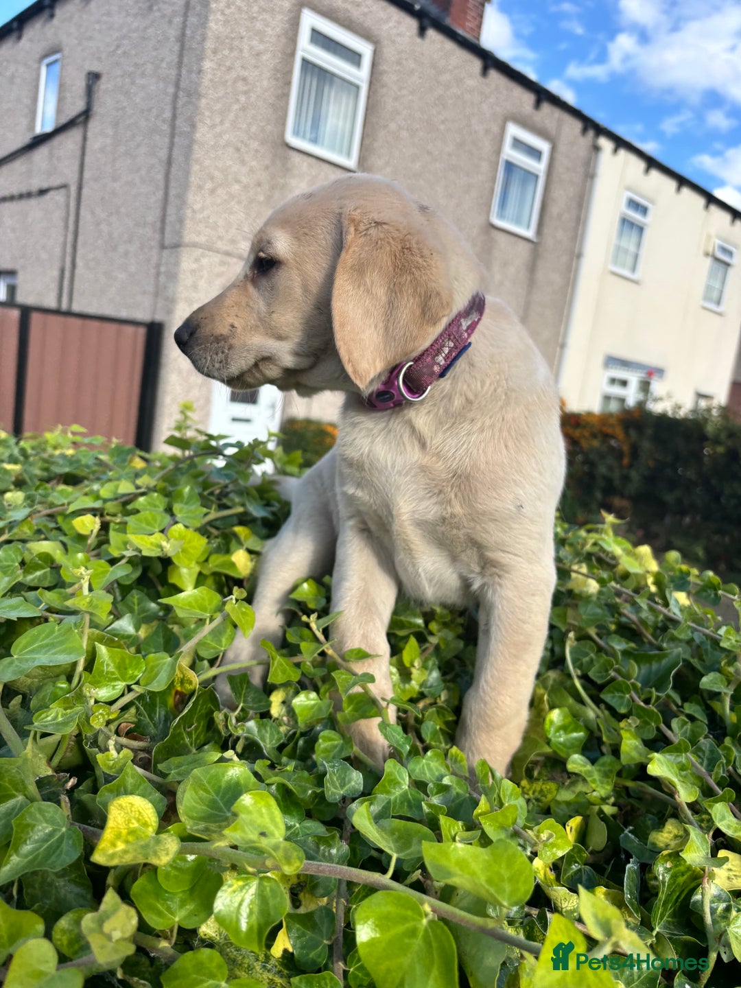Labrador Retriever dogs for sale: Labrador retrievers  - Image 8