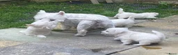 West Highland Terrier dogs for sale: Beautiful West Highlsnd White Terrier Puppies- - Advert 17