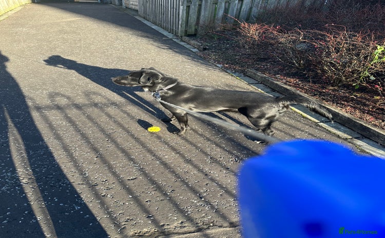 Borador dogs in Glasgow - Advert 1