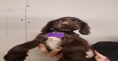 Cocker Spaniel dogs - Advert 5