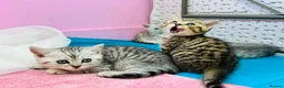 British Shorthair cats for sale: GCCF Registered British Shorthair Tabby Kittens in Gillingham - Advert 7