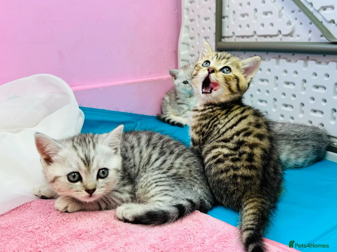 British Shorthair cats for sale: READY NOW GCCF British Shorthair Tabby Kittens - Advert 1