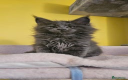 Maine Coon cats for sale: TICA Registered Maine Coon Kittens  - Image 5