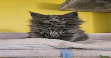 Maine Coon cats - Advert 3