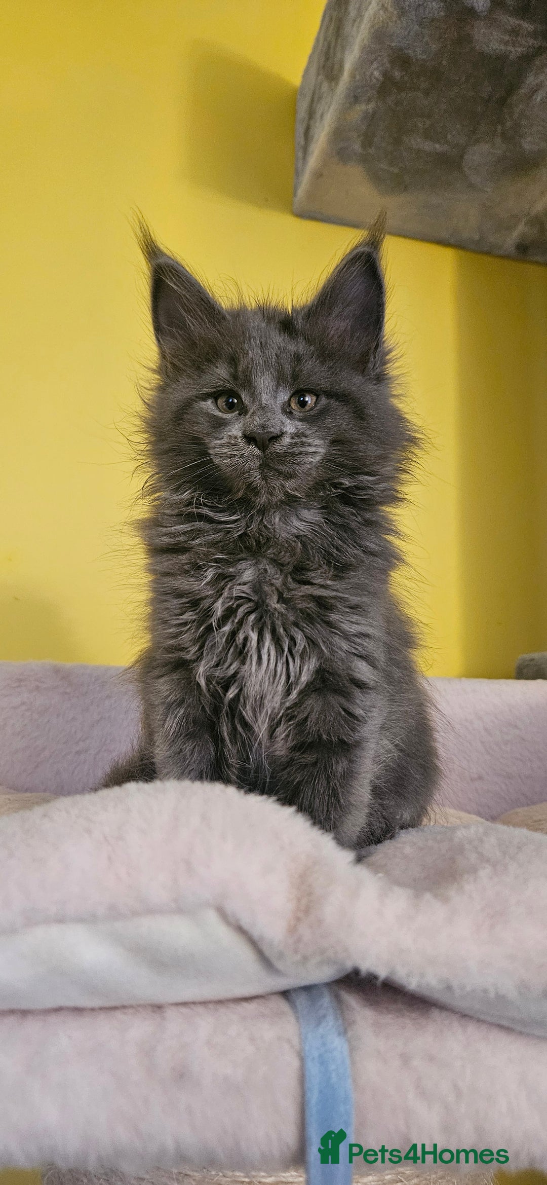 Maine Coon cats for sale: TICA Registered Maine Coon Kittens  - Image 5