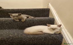 British Shorthair cats for sale: 💜GCCF Kittens Ready for Their Forever Homes!💜 - Image 20
