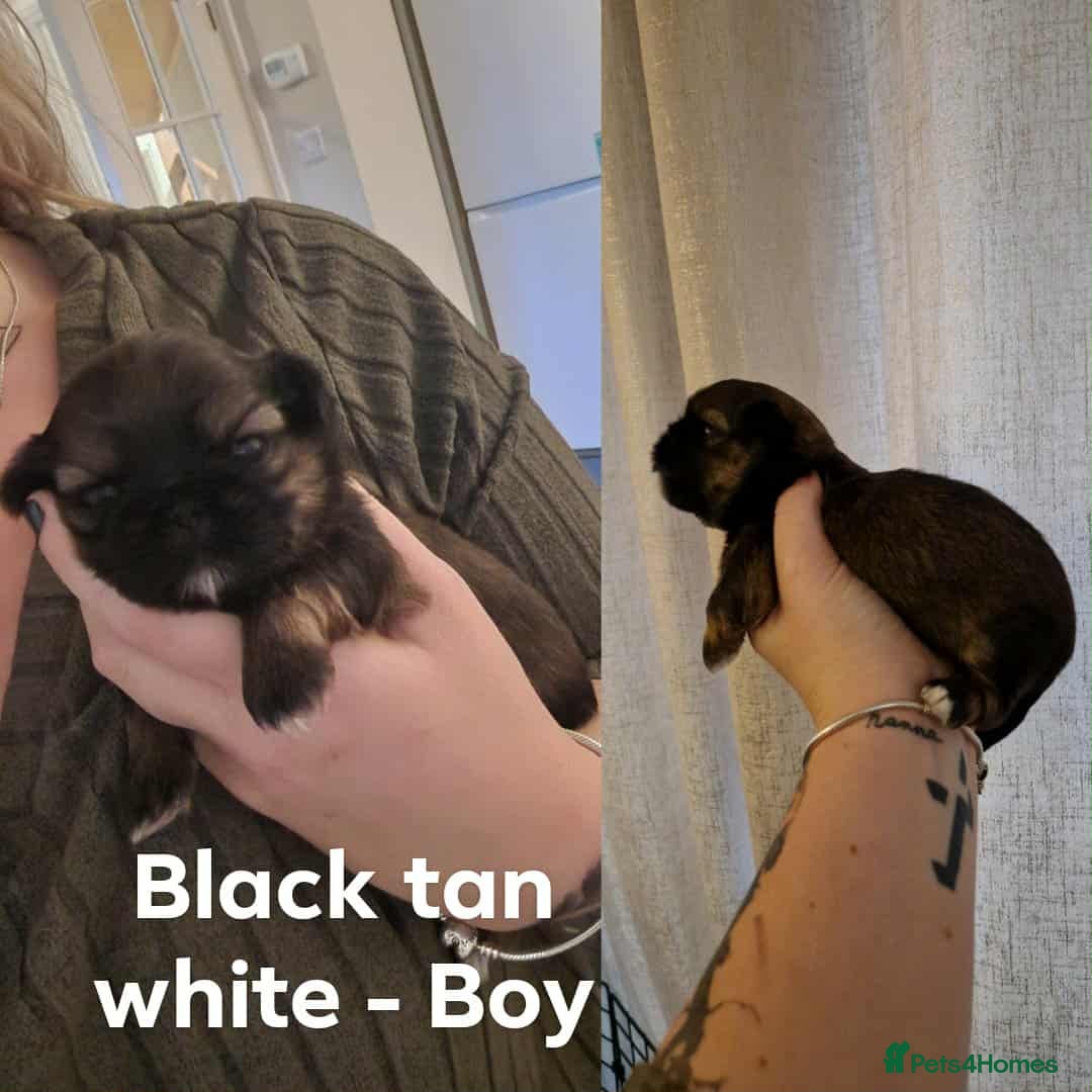 Shih Tzu dogs for sale: Shih Tzu  - Image 10