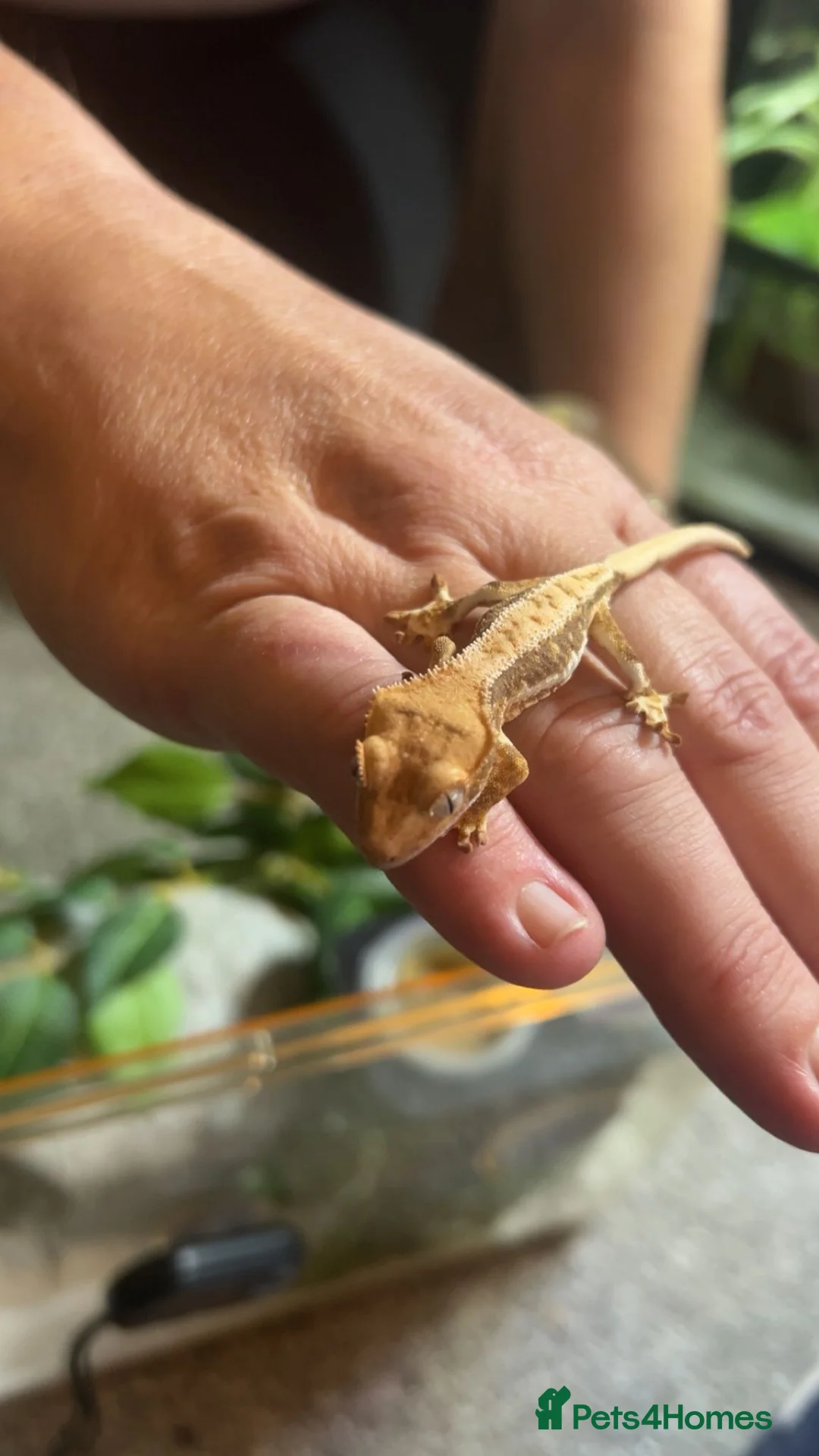 Gecko reptiles for sale: Lilly white crested gecko - Advert 1