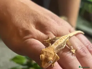 Gecko reptiles Lilly white crested gecko - Advert 4