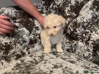 Poochon dogs Poochon puppies - Advert 15