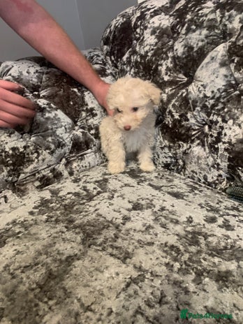 Poochon dogs Poochon puppies - Advert 16