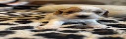 Cavapoo dogs for sale: Cavapoo puppies F1 fully health tested parents - Advert 3