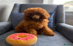 Toy Poodle dogs for sale: Stunning KC Reg Dark Red Toy Poodle born 2/5/2025 - Image 1