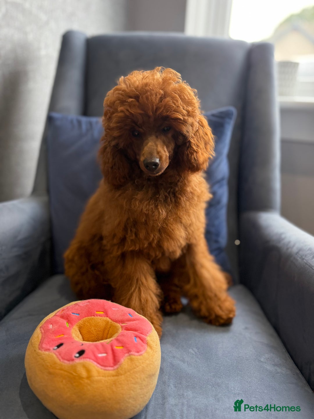 Toy Poodle dogs for sale: Stunning KC Reg Dark Red Toy Poodle born 2/5/2025 - Image 1