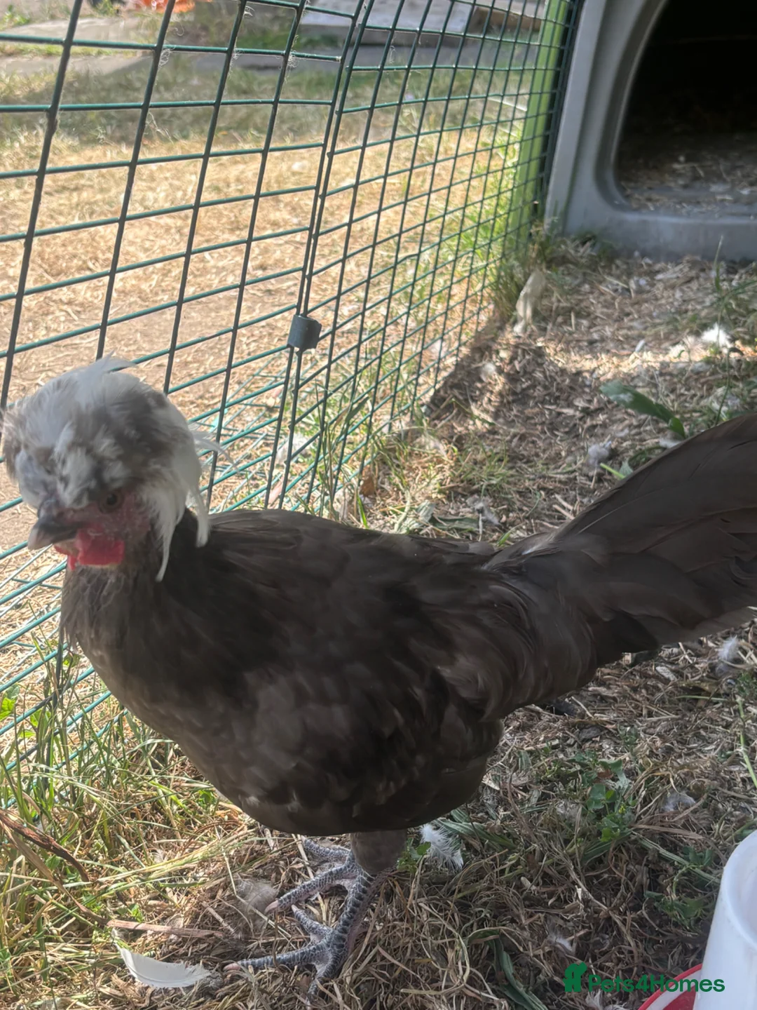 Chickens poultry for sale: Very young Polish cockerel  - Advert 2