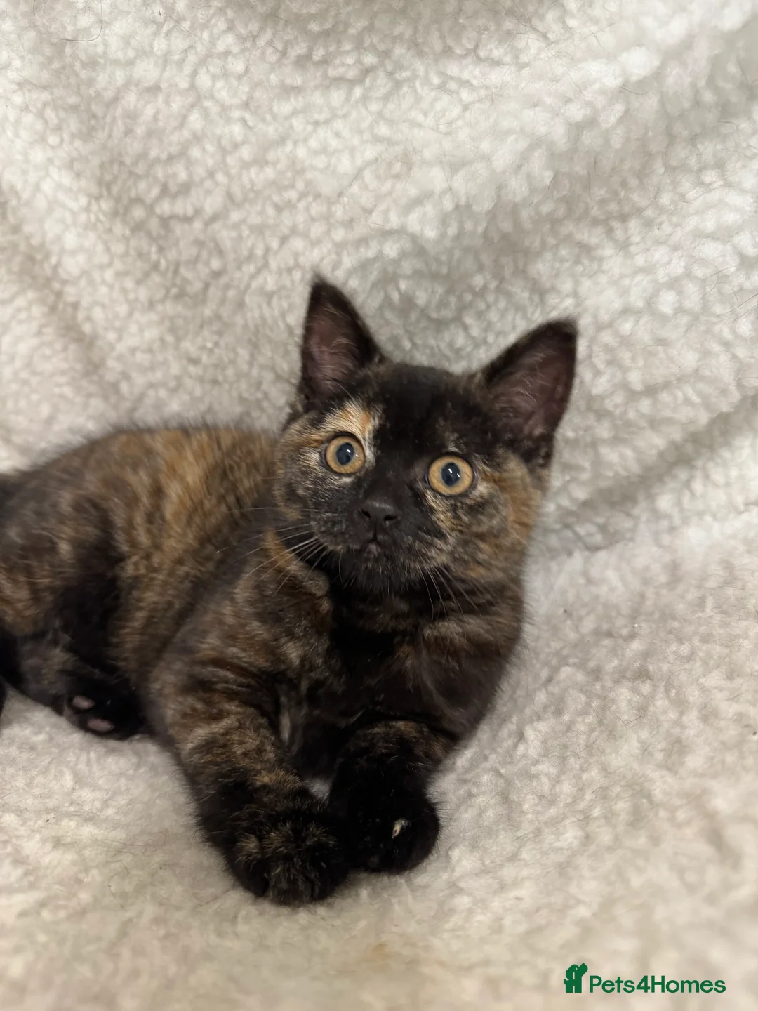 British Shorthair cats for sale: Pebbles female British shorthair  - Advert 1