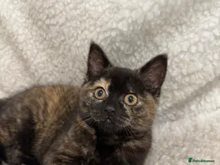 British Shorthair cats Pebbles female British shorthair - Advert 2