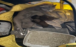 British Shorthair cats for sale: British Shorthair chocolate/grey colours  - Image 22