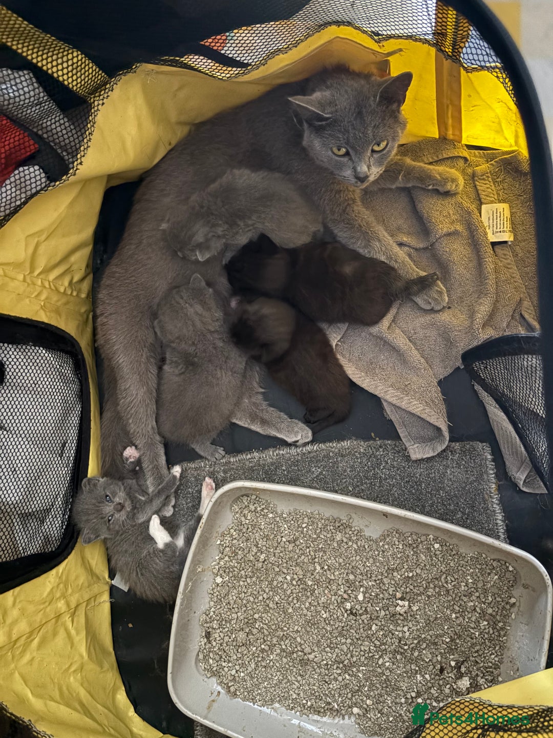 British Shorthair cats for sale: British Shorthair chocolate/grey colours  - Image 22