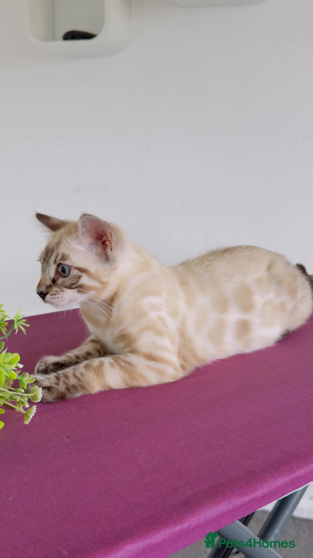 Bengal cats for sale: Snow White Bengal Male kitten Available.   - Advert 7
