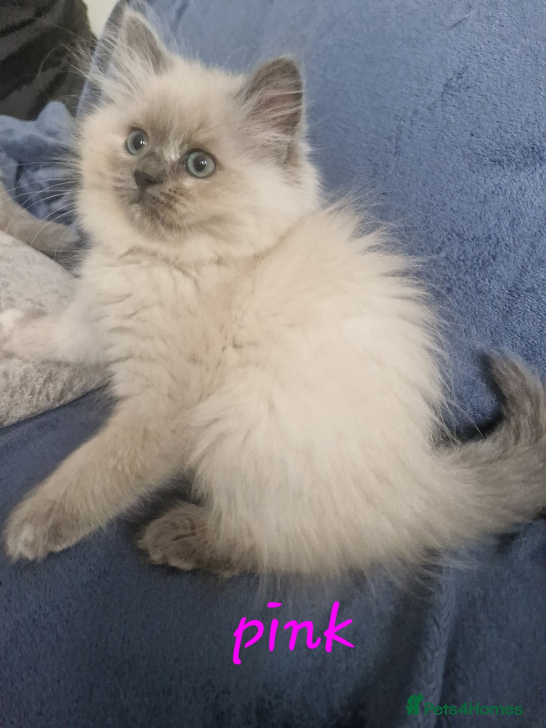 Ragdoll cats for sale: Last one beautiful ragdoll kitten - Image 2