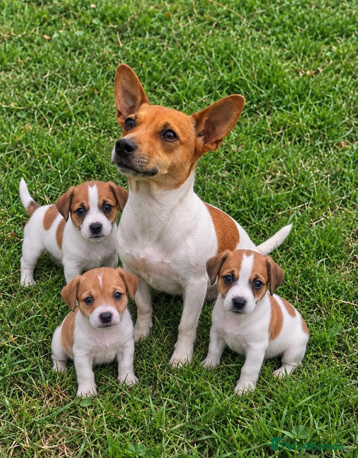 Jack Russell dogs Jack Russell pups - Advert 1