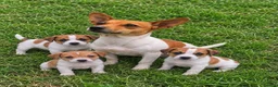 Jack Russell dogs for sale: Jack Russell pups - Advert 1