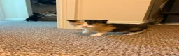 Mixed Breed cats for sale: For sale 4 beautiful Tabby x Kittens in Northampton - Advert 16