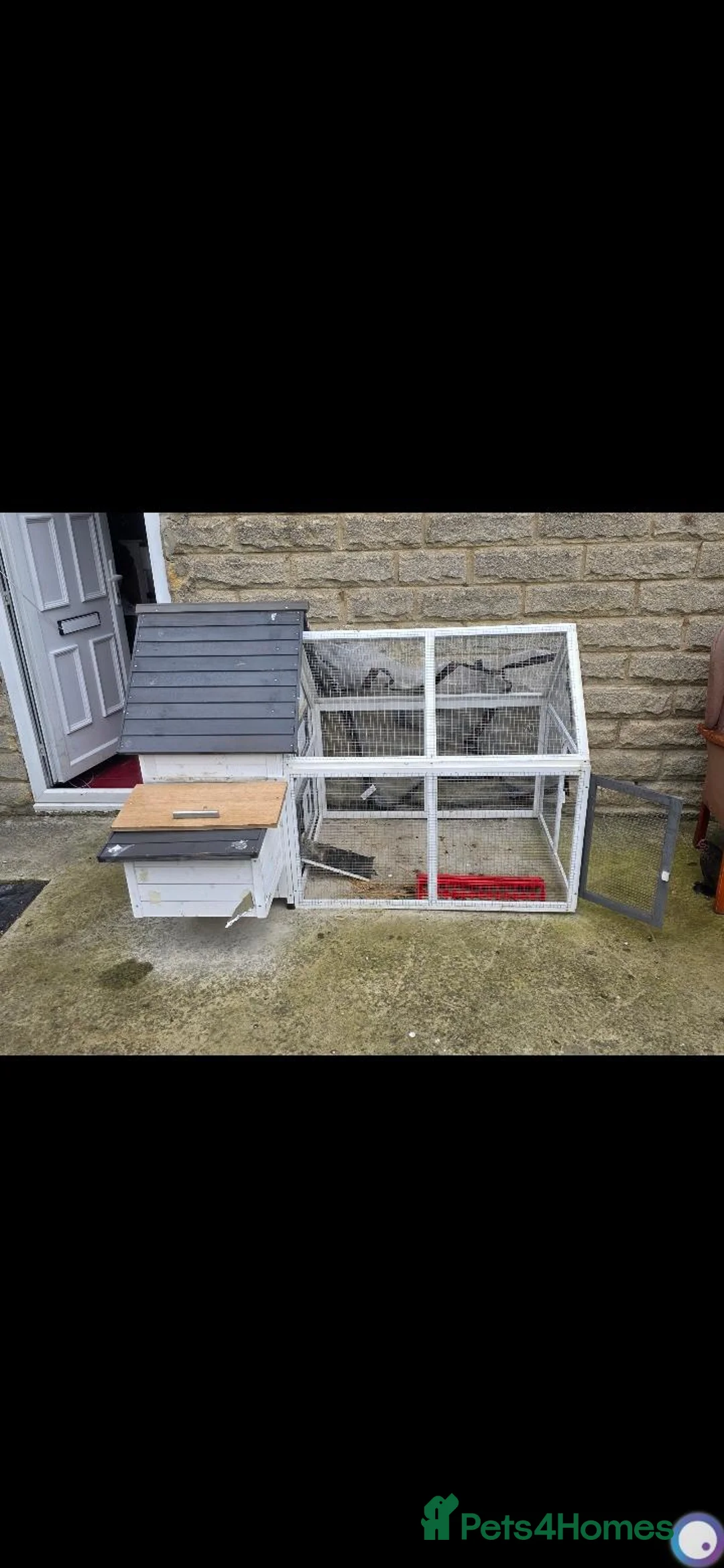 Hens poultry for sale: Lavender Pekin Bantam Pair Male & Female – Healthy in Bradford - Advert 2