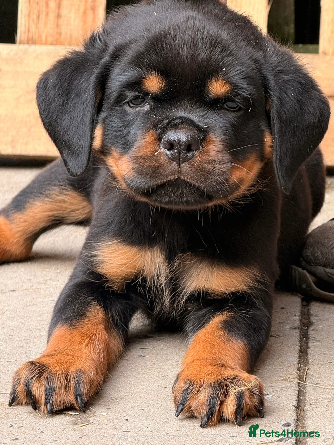 Rottweiler dogs for sale: Top quality kc pups for sale timitor X edelstein - Advert 4