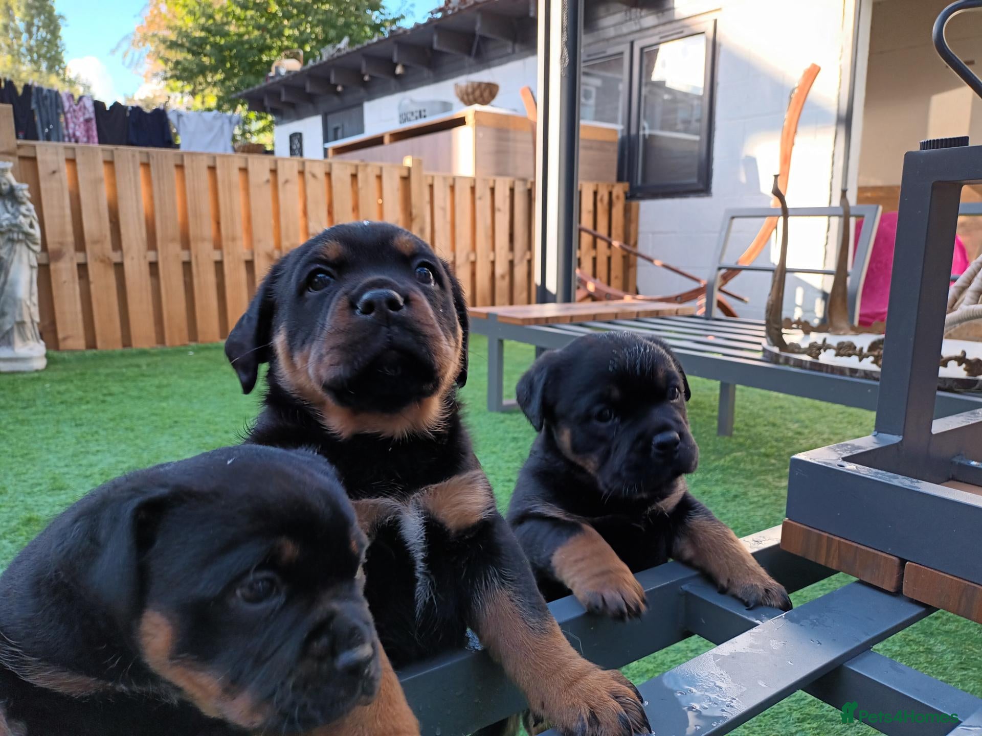 Rottweiler dogs for sale: Last 1 left.. Beautiful Rottweiler Puppys - Advert 12